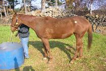 ���̻緪 (CAESAREA) ����