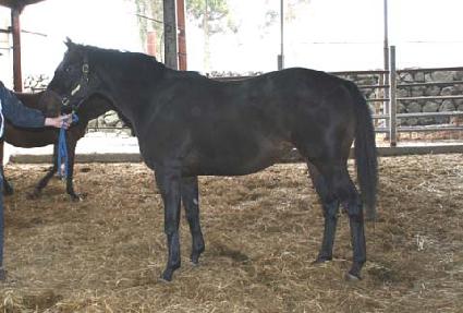 �𽺹̽� ����