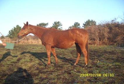 GOLDHEARTEDMONICA ����