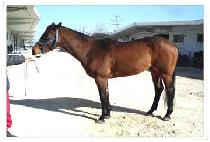 �Ƹ��� (ARMEEN) ����