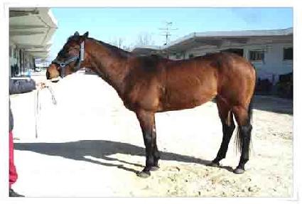 �Ƹ��� ����