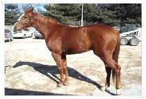 �̽����ּ� (EASTERN HOTSHOT) ����