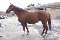 �Ѹ����� (ROLLING THUNDER) ����