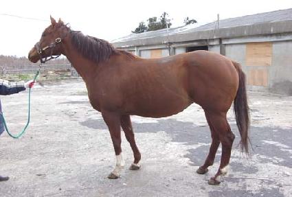 �Ѹ����� ����