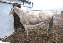 COURTING DREAMS picture