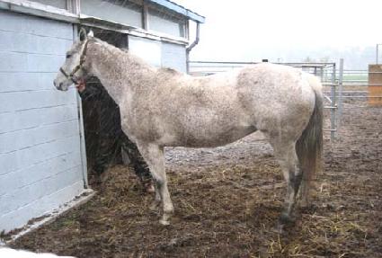 ���õ帲�� ����