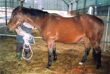 ���ͺ�ī�ε�Ͻ� ����