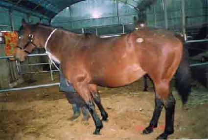 �븮�� ����