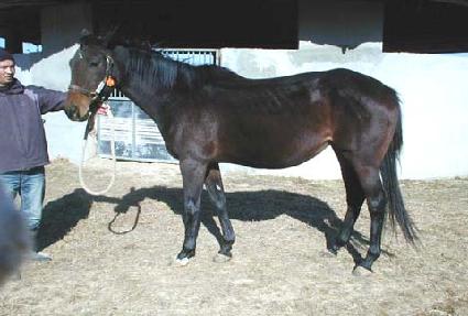 ����� ����