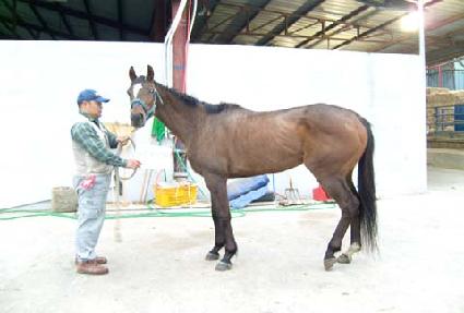 �¾��Ǹ����� ����