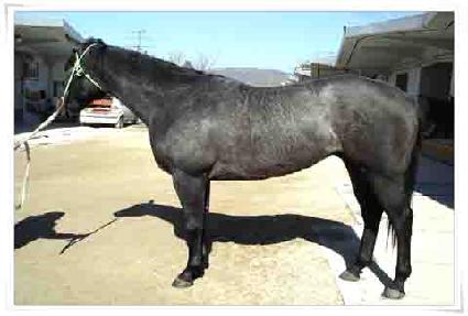 ����Ʈ���� ����