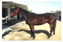 ��Ʈ�������� (LAST DANCE BUDDY) ����