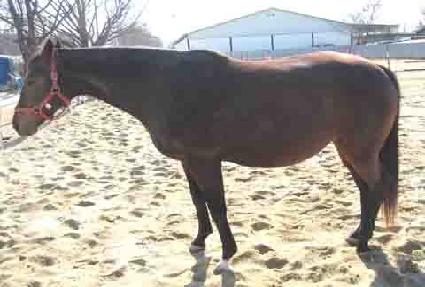 �����������Ǿ� ����