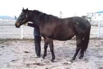 ��������� (GIGI��S MAGIC) ����