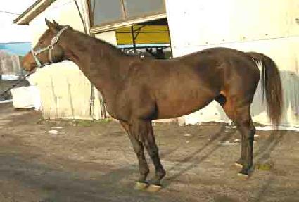 ���׿�Ŀ ����