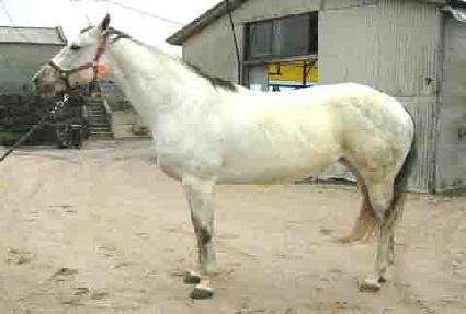 Ʈ��� ����