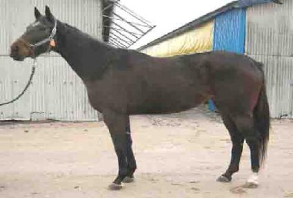 ���̳����巹�� ����