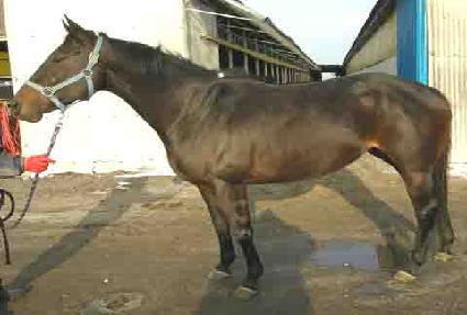 ������ ����