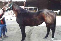 ���߳��ҽ� (MAYANO FANCY) ����