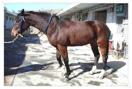 �Ϸ�Ʈ����� ����