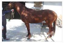 �ο��̻��� (ROYAL MISSILE) ����