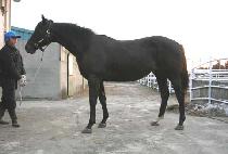 ����Ʈĳ�� (SWEET CASH) ����