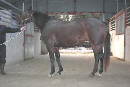 ������ĿƮ�� ����