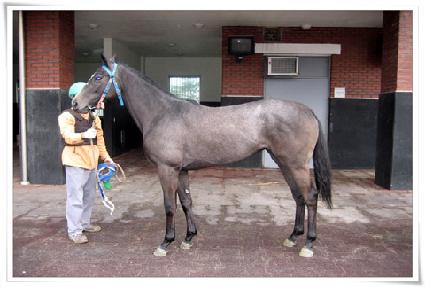 Ʈ�����ô��̳� ����