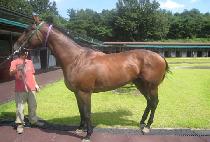 ��Ʈ�յ�ǵ� (STRONG DEMAND) ����