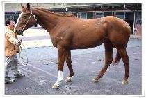 ���ý���Ʈ������ (CONSISTENT SUCCESS) ����