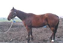 ������̴� (RUNAWAY DUCK) ����