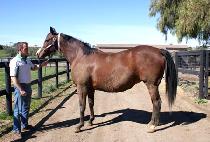 ���ʷ����м� (GENERALS PASSION) ����