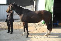 ���������� (TOOGIE TOO SHOES) ����