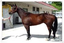 ����δ� (TOBLERONIE) ����