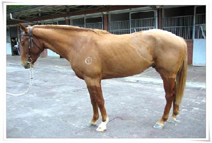 ���ǵ�ŴϾ� ����