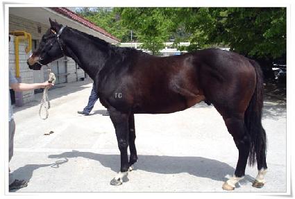 ���Ϻ�ġ ����