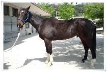 ĭ������ (KAHNUI JEONSEOL) ����