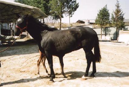 �丣�޷��� ����