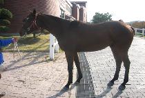 �缺 (SASEONG) ����