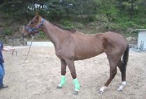 ���ĸ��� (ILPA MANSE) ����