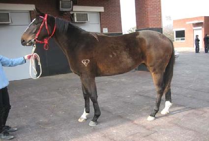 Ž��󷣵� ����