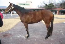 ���� (SUMBA) ����