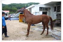 ���ĳ�Ÿ�� (MANANA TIME) ����