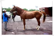 ���ʷ����� (GENERAL RIO) ����