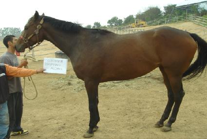 ��Ű�ξ�� ����