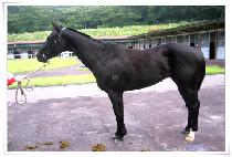 �ݷ��� (COLERAINE) ����