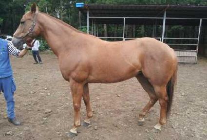 ������ ����