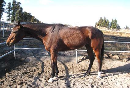 Ʈ�����ý�ī�� ����