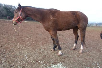 �����鸮���̾� ����