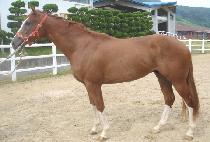 ����� (SABAEGI) ����